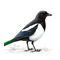Magpies Social Club, Penzance